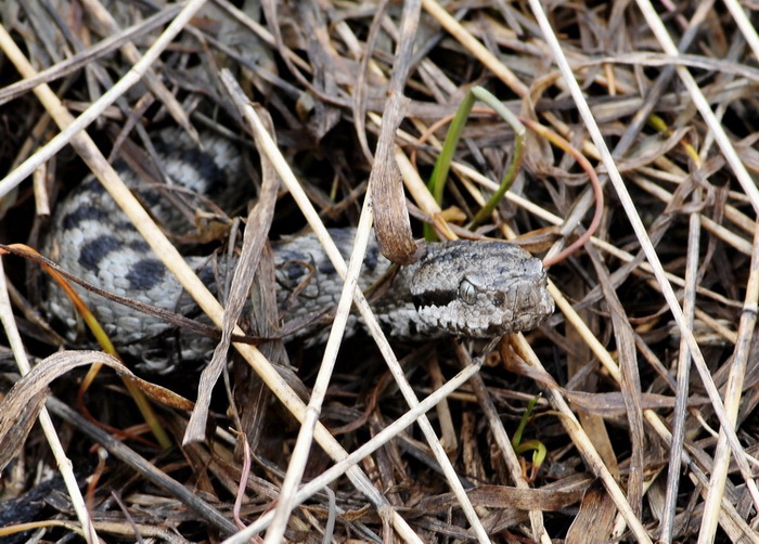 Vipera aspis atra